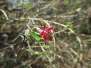 ヤマウグイスカグラ